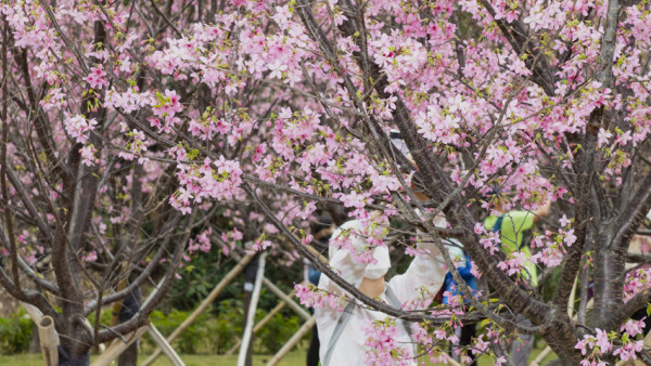 機場櫻花園2026情人節前盛放！最靚「賞櫻黃金期」爆發、港鐵東涌站全新通道直達