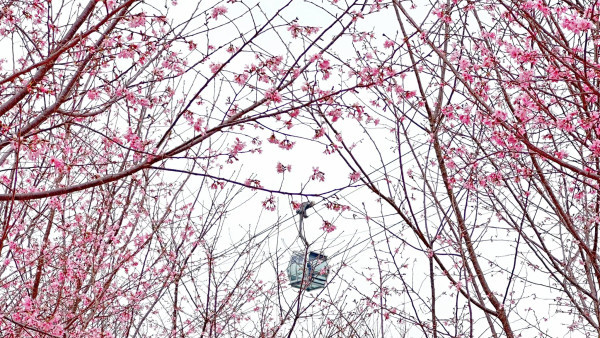 2026香港櫻花大爆發！全港8大「賞櫻秘境」粉紅綻放、機場/馬鞍山百棵花海 附交通攻略