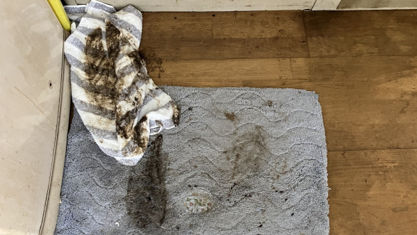 冬天唔見曱甴以為絕跡？專家揭3大黑點分分鐘同你瞓！「回南天」隨時大爆發