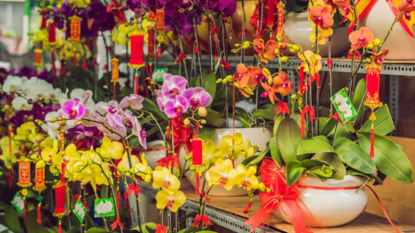 百合/水仙全屋都係毒？動物機構推介2款「年花」靚又無毒！附貓狗誤食急救方法