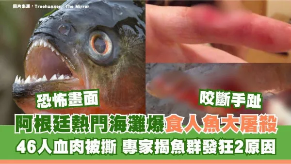恐怖畫面！阿根廷熱門海灘爆食人魚大屠殺46人血肉被撕 專家揭魚群發狂2原因