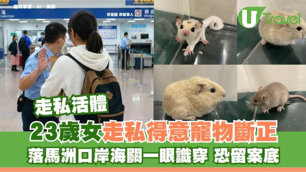 深圳帶寵物返港出事！23歲女走私11隻得意寵物恐留案底 醒目海關一眼識穿 