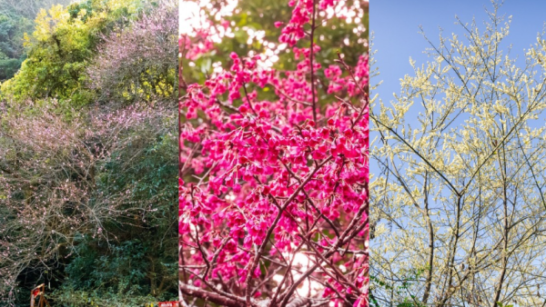 嘉道理農場4大花海盛放！鐘花櫻桃、梅花、吊鐘花點分辨？ 附2月開放日期+交通方法