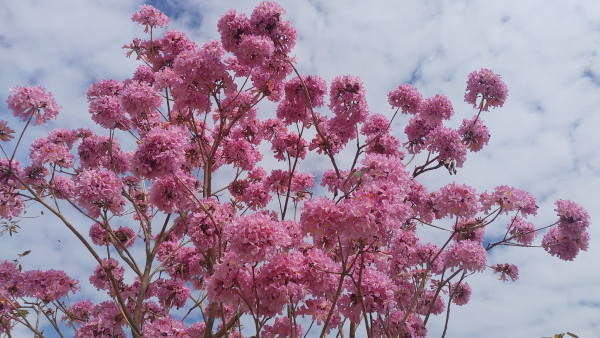 風鈴木提早爆發2026！全港3大絕美花海：粉嶺罕見紫雲盛放/奧運粉紅隧道