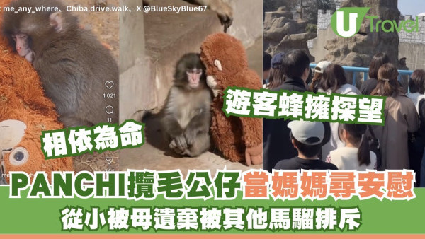 日本千葉動物園馬騮仔拖「毛公仔媽媽」爆紅！孤單背影惹遊客憐愛排長龍探望