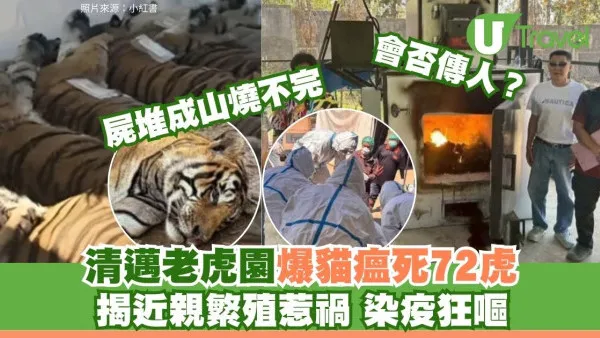 清邁老虎園爆貓瘟12日死72虎屍堆成山急封園 官方解答會否傳人