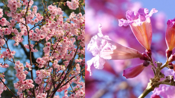 香港賞花2026｜全港15大絕美花海懶人包！櫻花/風鈴木提早爆發 附隱世秘境交通