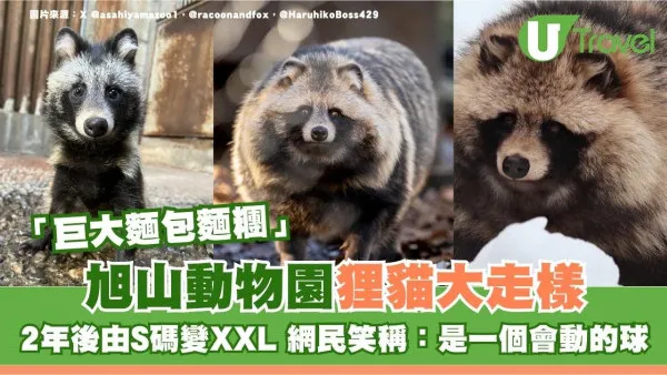 旭山動物園狸貓大走樣？2年後由S碼變XXL巨型生物 網民笑稱：一個會動的球