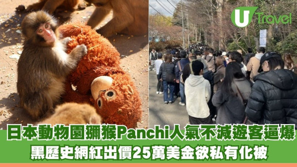 日本動物園馬騮仔Panchi人氣不減遊客逼爆 黑歷史網紅出價25萬美金欲私有化