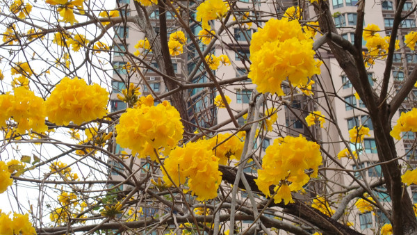 將軍澳驚現絕美「黃金雨」！黃花風鈴木搶閘大爆發 錯過極短花期要等下年