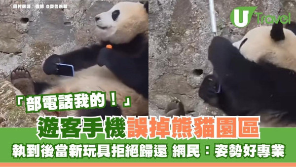 四川遊客手機誤掉熊貓園區 執到後當新玩具拒絕歸還 網民：姿勢好專業