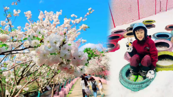 【深圳親子遊2026】深圳觀瀾湖2日1夜行程推介🌸櫻花節開幕/卡丁車/冰雪世界