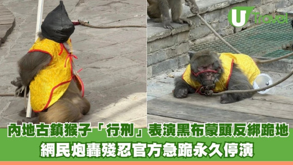 內地古鎮猴子「行刑」表演黑布蒙頭反綁跪地似打靶 網民炮轟殘忍官方急跪永久停演