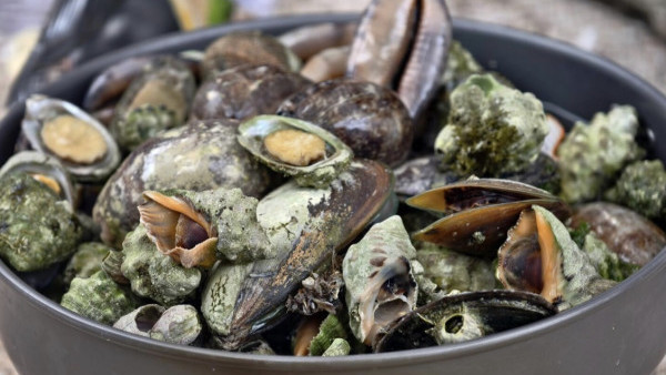 西貢淪陷？小紅書瘋傳「免費海鮮放題」即捉即食 網民笑稱造就白車經濟：搵命博