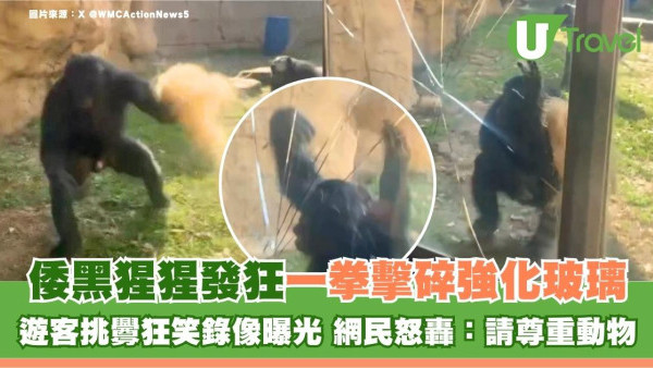 倭黑猩猩發狂一拳擊碎強化玻璃！遊客挑釁狂笑錄像曝光 網民怒轟：請尊重動物
