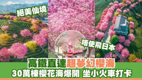 福建櫻花｜福建永福絕美櫻花海茶園漫山粉紅 高鐵直達賞30萬株櫻花媲美日本