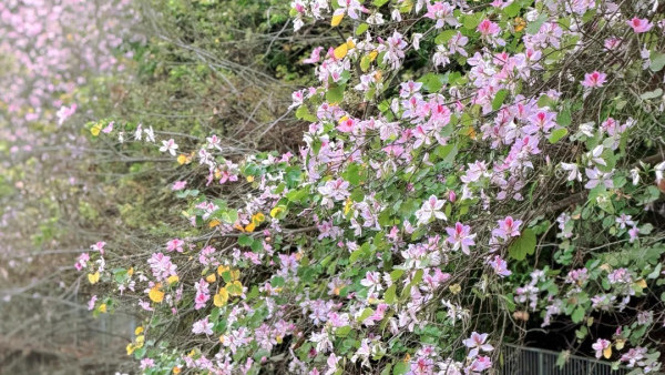 屯門「港版河津櫻」粉紅羊蹄甲！滿開成隧道 兆康站行10分鐘到秘境花海