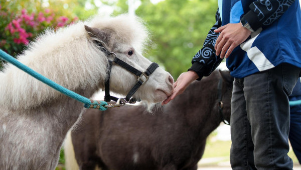 親子好去處｜中環大館近距離接觸小馬！指定3日 人均$25互動體驗+拍照！附報名及預約詳情