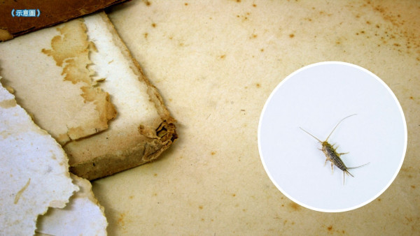 回南天屋企湧現「銀色小蟲」？專咬爛衫真身係衣魚！必學5招天然消滅法