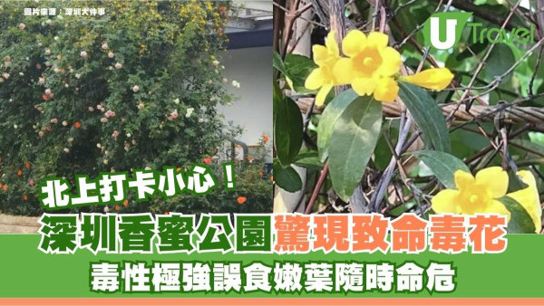 北上打卡小心！深圳香蜜公園驚現致命毒花！毒性極強誤食嫩葉隨時命危