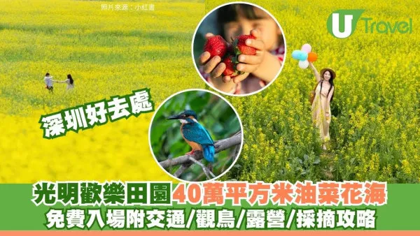 深圳賞花好去處｜光明歡樂田園40萬平方米油菜花海！免費入場附交通/觀鳥/露營/摘士多啤梨攻略