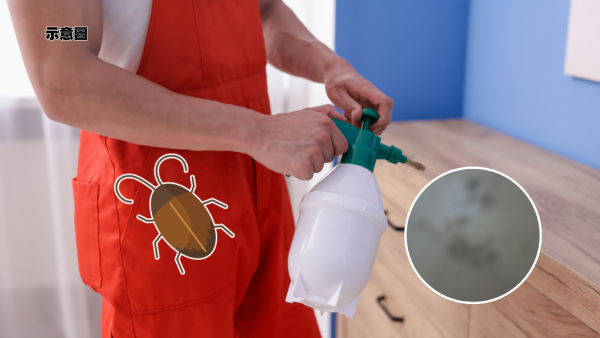 淘寶4蚊「滅曱甴神器」瘋搶！全家30隻小強僅10分鐘身亡？網民實測揭後續驚人效果