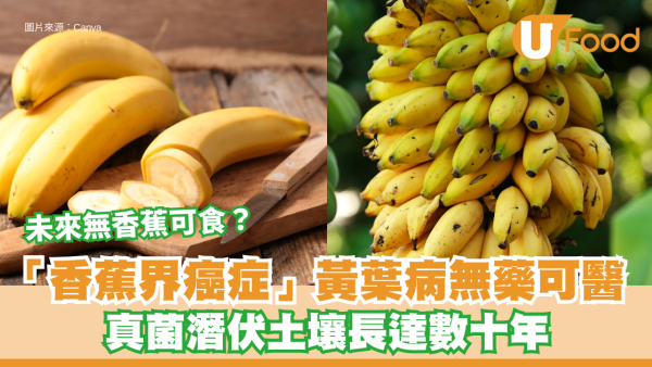 香蕉絕種︱未來無香蕉可食？「香蕉界癌症」黃葉病無藥可醫 真菌潛伏土壤長達數十年