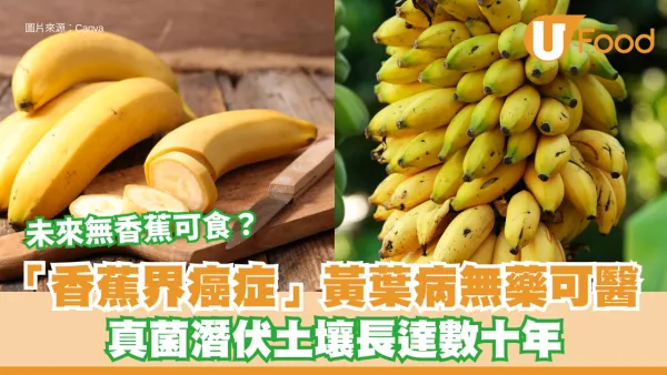 香蕉絕種︱未來無香蕉可食？「香蕉界癌症」黃葉病無藥可醫 真菌潛伏土壤長達數十年
