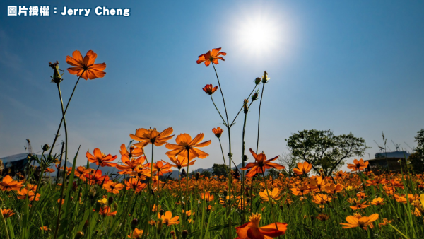 上水塱原自然生態公園免費睇波斯菊花海！必玩工作坊+拋秧體驗 附交通方法