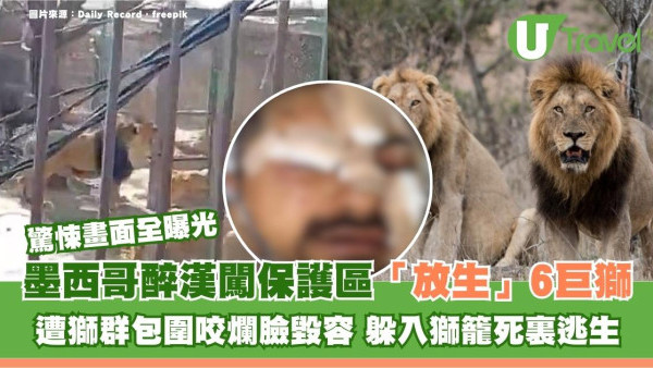 墨西哥醉漢闖保護區「放生」6巨獅 遭包圍咬爛臉毀容！躲入獅籠拍片記錄死裏逃生