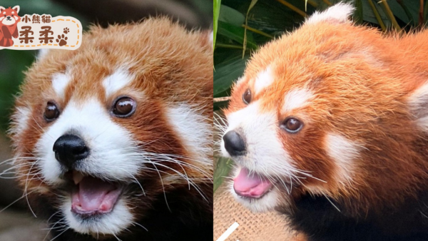 海洋公園小熊貓「柔柔」離世享年17歲！飽受病痛折磨 園方忍痛安樂死