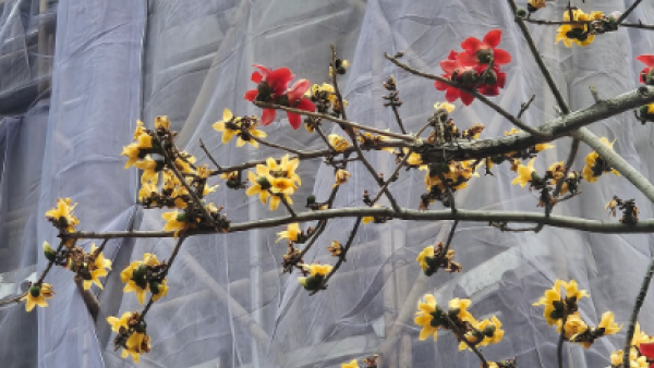 元朗地盤「黃金木棉」驚艷盛開！施工方1個舉動護樹獲網民激讚：值得表揚