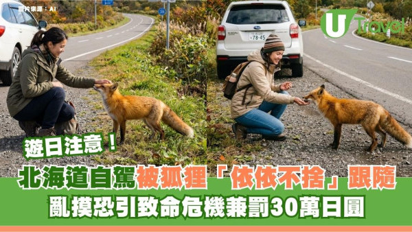 北海道自駕被狐狸「依依不捨」跟隨 ！亂摸恐引致命危機兼罰30萬日圓 