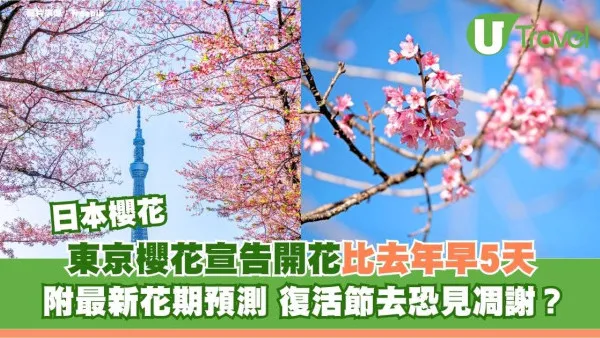 東京櫻花宣告開花！比去年早5天 附最新花期預測 復活節去恐見凋謝？