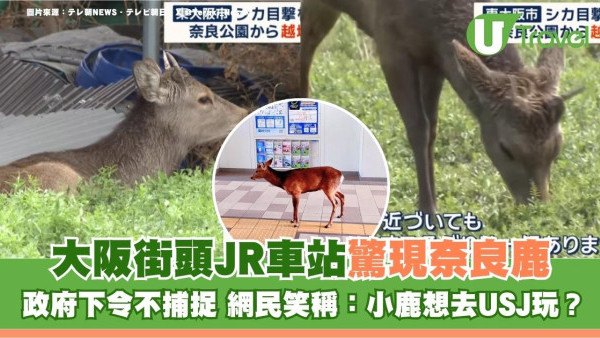 大阪街頭JR車站驚現奈良鹿！政府下令不捕捉 網民笑稱：小鹿想去USJ玩？