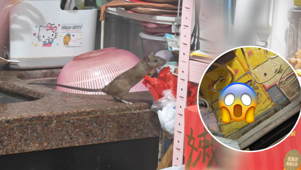 老鼠困廚房2日都唔走？事主實測7塊黐鼠板圍攻都無用！網民教一招火速捕鼠成功