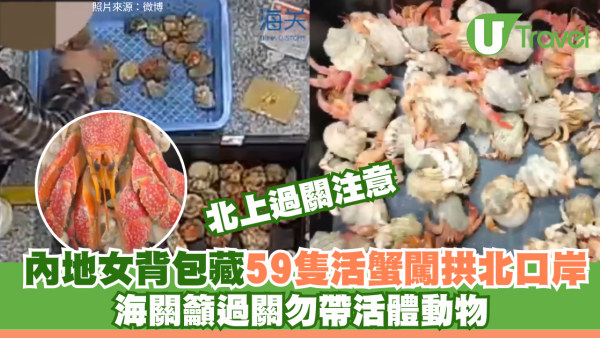 連假北上注意！女子背包藏59隻活寄居蟹闖拱北口岸被截 海關籲過關勿帶活體動物