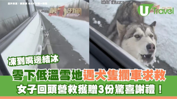 零下低溫荒野遇犬隻攔車求救 女子回頭營救獲贈驚喜謝禮！