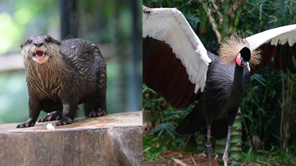 香港動植物公園逾200隻動物！免費睇紅頸袋鼠/樹懶/紅鸛！必睇水瀨餵食訓練 附開放時間+交通方法
