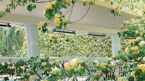 大角咀驚現魚木花海隧道！網民讚全港最美天橋：靚過飛日本(附路線)