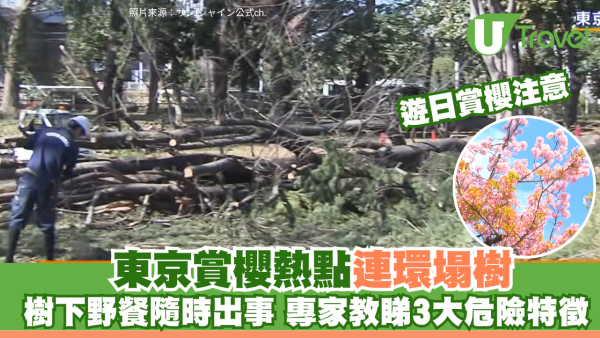 遊日注意！東京賞櫻熱點連環塌樹 專家拆解3大危險老樹警號