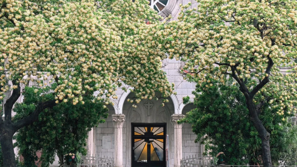 全港7大魚木花海合集！黃白浪漫花潮限時盛放 港九新界打卡秘境曝光