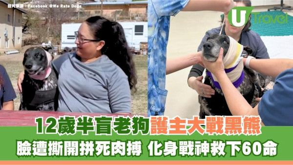 美國12歲半盲老狗護主大戰黑熊 臉遭撕開拼死肉搏 化身戰神救下60命