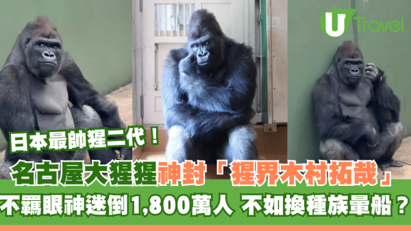 日本最帥猩二代！名古屋大猩猩「清正」爆紅！不羈眼神被封「猩界木村拓哉」