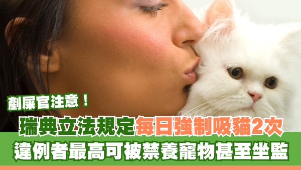 瑞典新法規！貓奴每日必須「吸貓」兩次！ 違者隨時罰款坐監