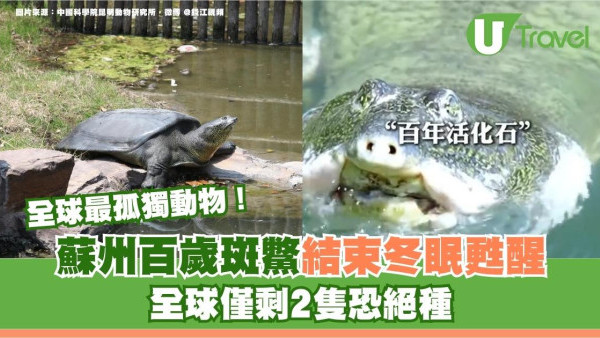 全球最孤獨動物！中國百歲斑鱉結束冬眠甦醒 全球僅剩2隻恐絕種