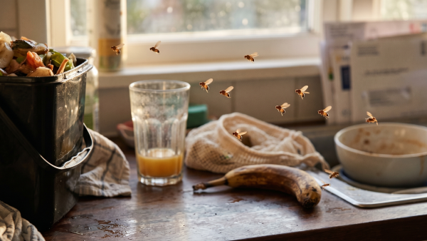 家居滅蟲｜天氣潮濕廚房果蠅成災！3樣廚房法寶自製「滅蠅神器」！網民實測：超有效