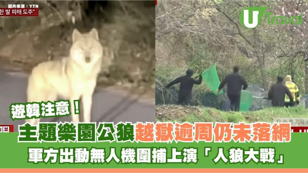 遊韓注意｜大田主題樂園公狼越獄逾周仍未落網！軍方出動無人機圍捕上演「人狼大戰」