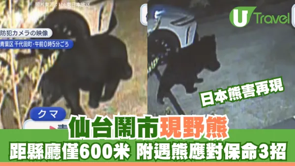 日本熊害再現！仙台鬧市現野熊 距縣廳僅600米 附遇熊應對保命3招