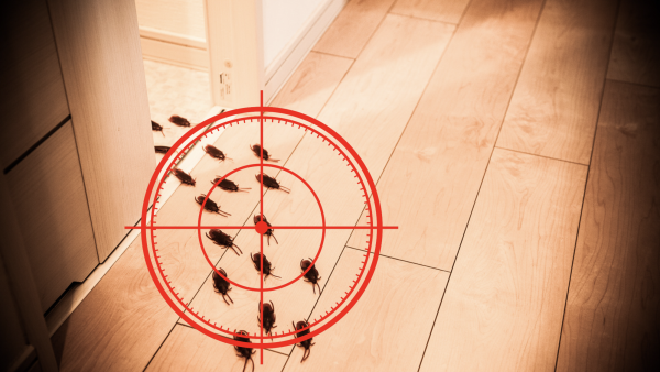 飛曱甴入屋噴殺蟲水都冇用？專家警告「隨時反撲」3大天然方法秒滅小強